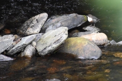 Dipper, River Tavy