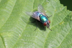 Blue Bottle