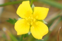Tiny yellow flower common on Dartmoor