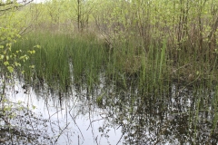 Marsh