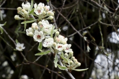 White Flower