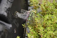 Female Emperor Dragonfly