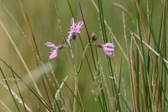 Ragged Robin