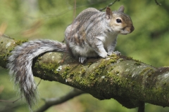 Squirrel - Stover Country Park