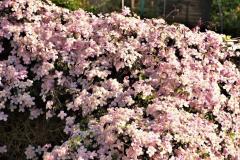 From my window this morning (23 April) Clematis Montana Rubens