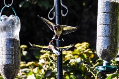 Goldfinch