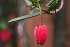 Lantern Tree in bloom "Crinodendron Hookerianum"