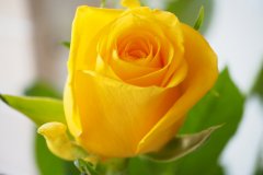Yellow Roses are a symbol of friendship and caring, and they evoke sunny feelings of joy, warmth and welcome