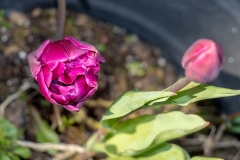 Tulip and its buddy (in a balcony plant pot)