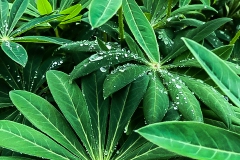 Wet Loopins in my back garden