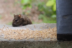 Mouse at Stover Park