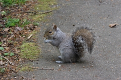 Squirel, Stover Park
