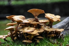 Interesting Fungi