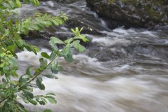 River Tavy