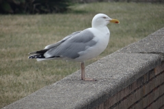 Herring Gull