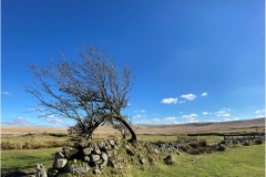 Bent Tree