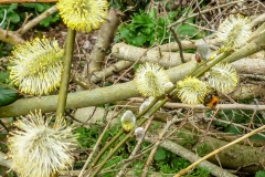 Pussy Willow