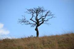 Somewhere on Dartmoor