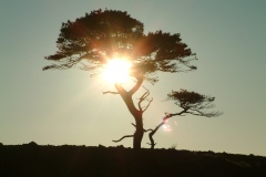 Tree on Lee Moor