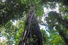 Dorrigo Rainforest Canopy, March 2017