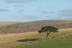 Lonely Tree on Dartmoor