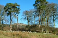 Tall Trees guard Leather Tor