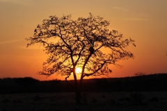 Tree at sunset in South Africa