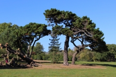 Trees in Pounds Park