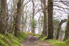 Warleigh Trail