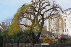 Willow Tree