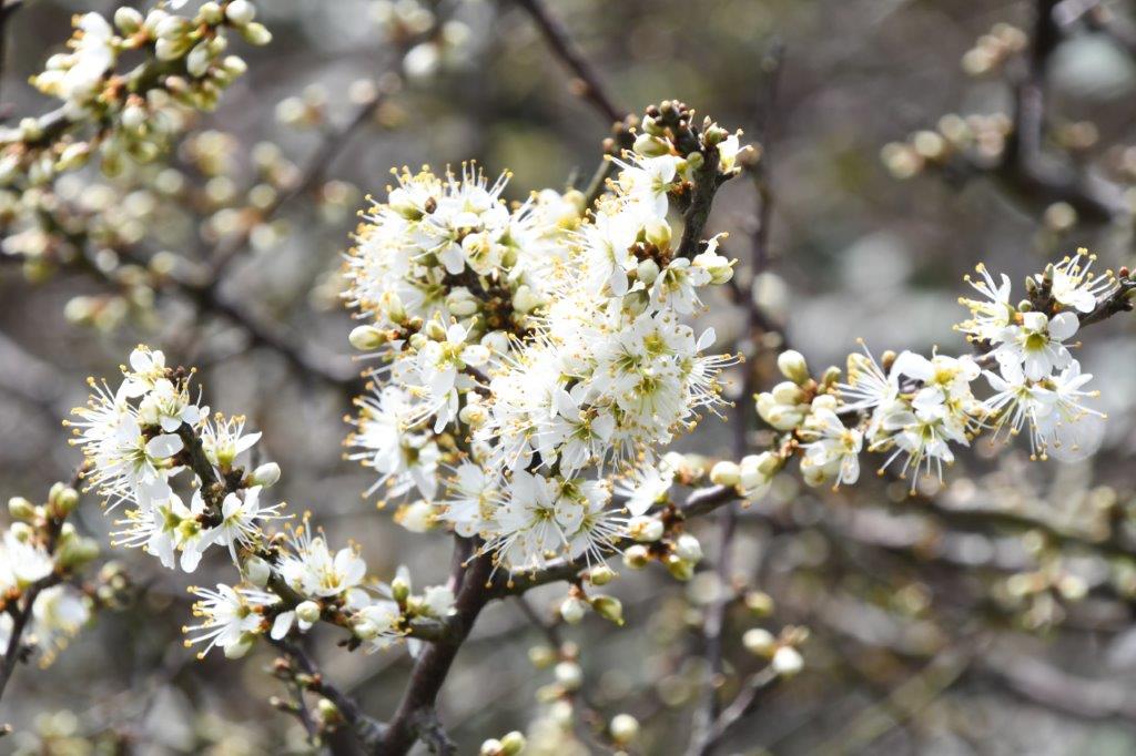 Blackthorn - When you see the white flowers you know it's spring