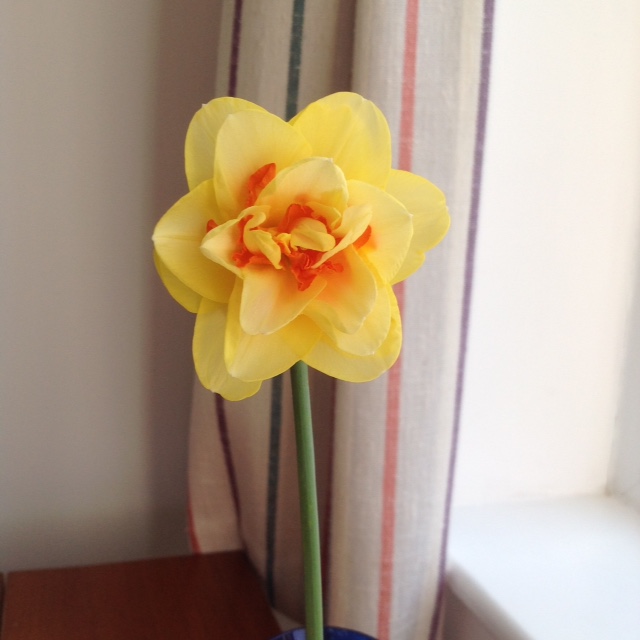 Unusual Daffodil - one of the prettiest daffodils I have ever seen