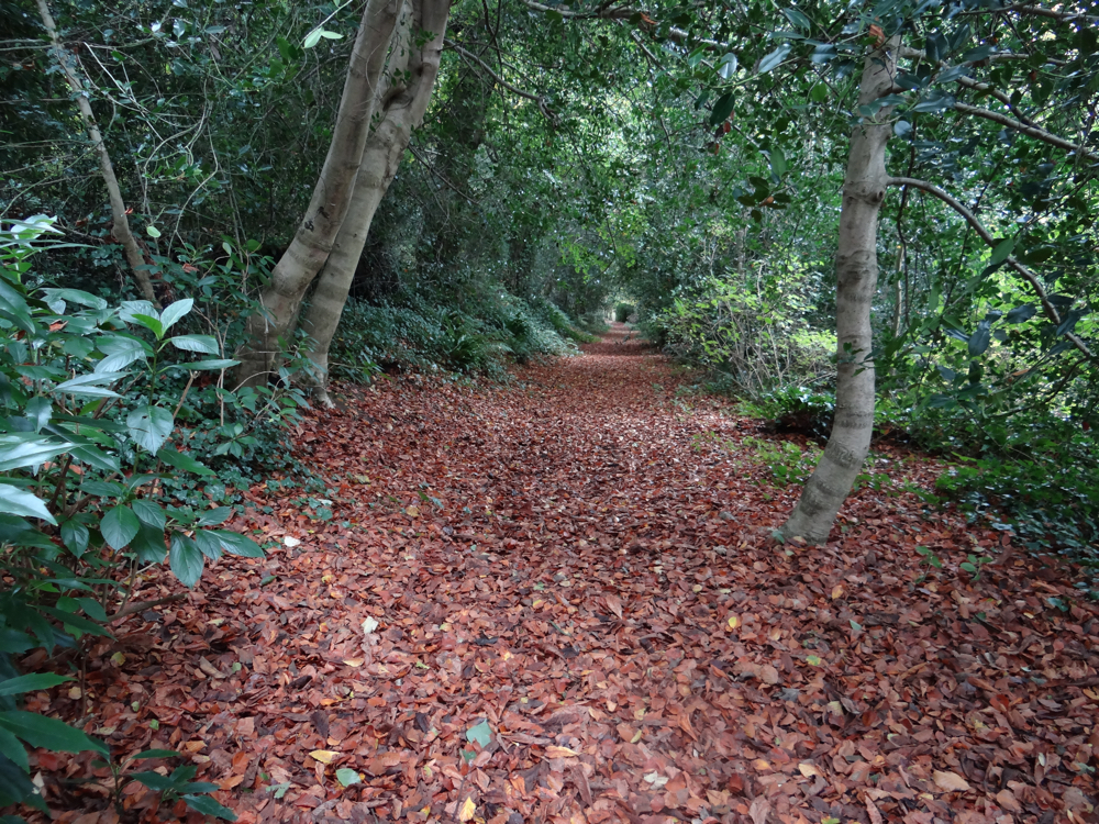Autumn Woodland Walk