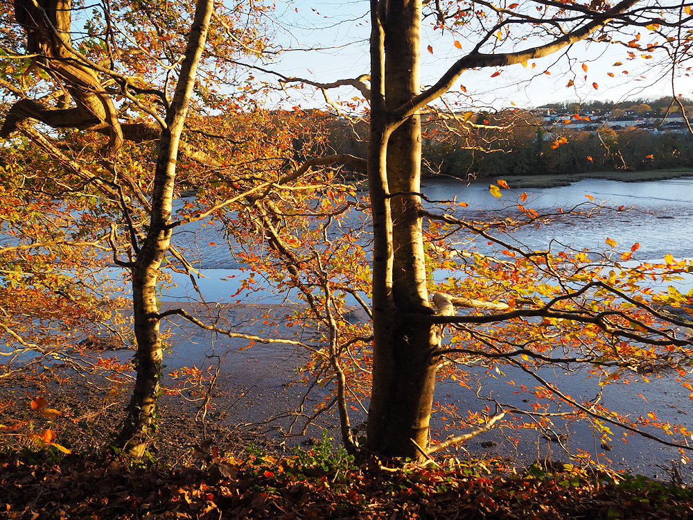 Tamerton Lake