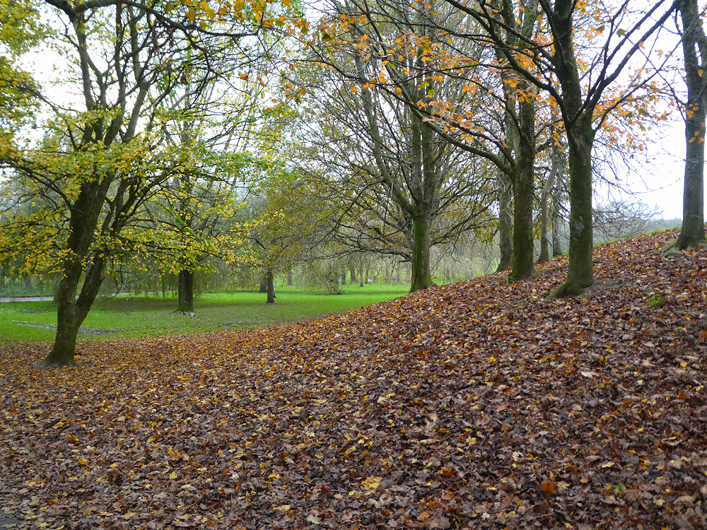 Carpet of leaves in Central Park