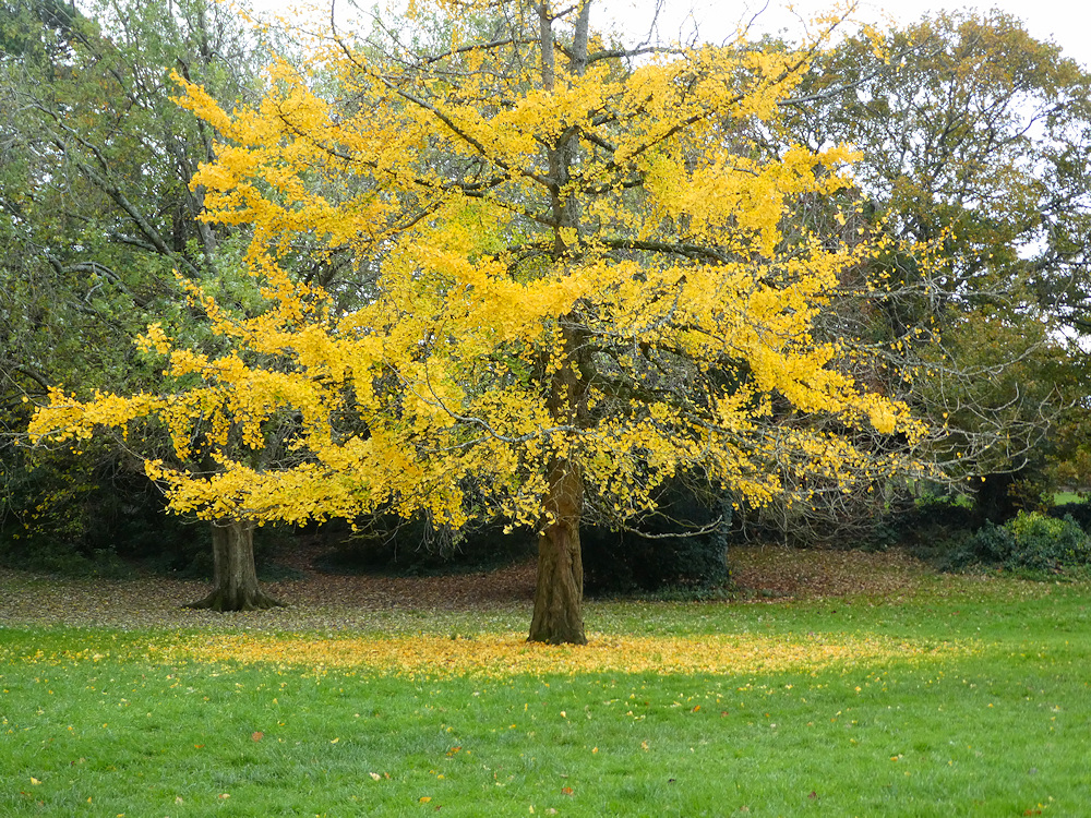 Distinctive tree in Pounds Park