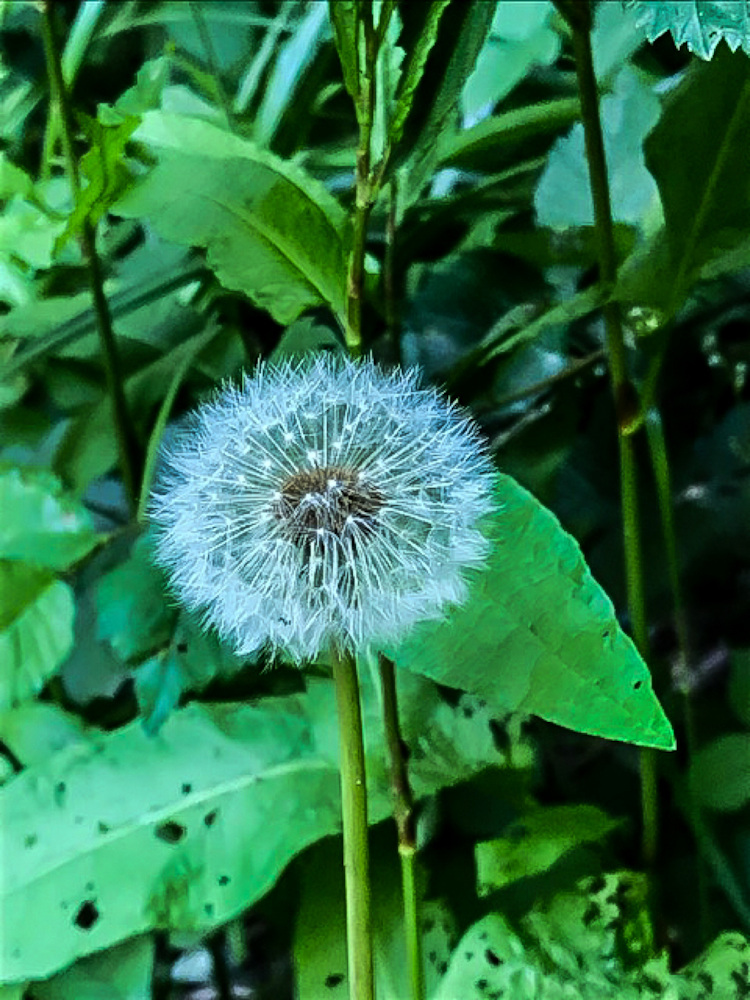 Dandilion