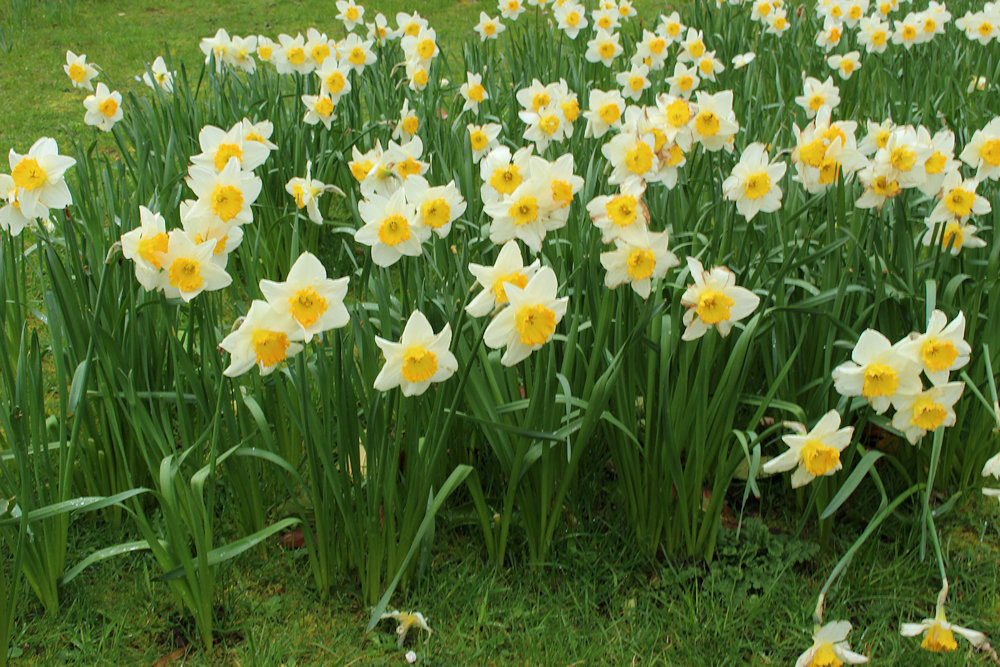 Daffodils at Cricket St Thomas